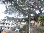 穿沙田圍村
DSCN8054