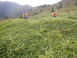 三角脊路, 彌勒山在相左
DSCN8821