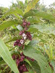 白花燈籠(又鬼燈籠)
DSCN8823