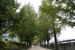 潭陽水杉林道 (Damyang Metasequoia Road), 這條路的總長度約為8.5km
DSCN0301