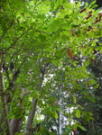 茶房外一樹上吊有長長似粟米的果實
DSCN0371