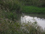 右望見水中有一雀鳥, 其實順天灣生態公園亦是觀鳥勝地
DSCN0739