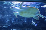 綠海龜
DSCN1497