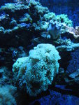 一山 Aqua Planet水族館內珊瑚
DSCN1507