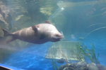一山 Aqua Planet水族館內海豹. 海獅或海狗是有耳朵的 DSCN1559
