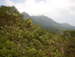 林中右望見大金鐘和彎曲山
DSCN0145