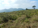 左望見右芽, 水牛至黃牛一帶
DSCN0158