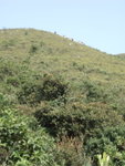 噫, 有人出了澗, 上緊山&#22083;, 要加快腳步啦
P9266419