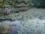 落山經龍仔悟園, 幾滿水咁&#22083;, 不過到冬天就 .....
P9266446