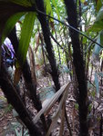 沿途經過這種竹林, 小心被刺
DSCN3220