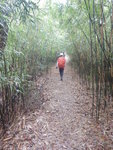 過瞭望台續前行穿竹林
DSCN3922