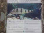 涼亭後有數個介紹牌介紹魚及蛙
DSCN4381
