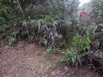 回望芙蓉別落山接大路位
DSCN6624