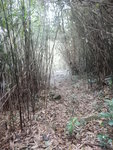 最後穿竹林
DSCN6636