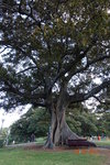 園中一大樹
DSCN00968