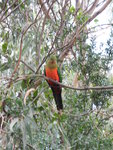 紅腹鸚鵡 (Red-bellied Parrot)
DSCN01050