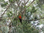 紅腹鸚鵡 (Red-bellied Parrot)
DSCN01051