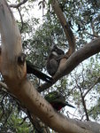 找到樹熊 Koala 啦
DSCN01052