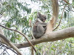 樹熊 Koala 
DSCN01057