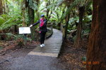 約1315 抵 Maits Rest Rainforest 木步道, 還好雖時下雨濕濕但木面不跣
DSCN01101