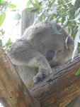 樹熊 Koala
DSCN01280