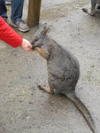 wallaby 小袋鼠
DSCN01296