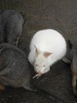 白色小袋鼠
DSCN01305