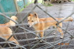 澳洲野犬 dingo
DSCN01307