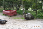 emu 鴯&#40339;，又名澳洲鴕鳥
DSCN01312