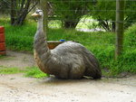 鴨與 Emus 同園
DSCN01313
