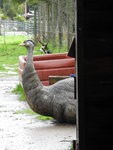 emu 鴯&#40339;，又名澳洲鴕鳥
DSCN01314