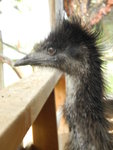 怒髮沖冠的emu 鴯&#40339;，又名澳洲鴕鳥
DSCN01319