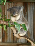 樹熊 Koala 
DSCN01331