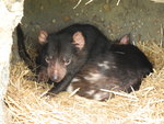 Tasmanian Devil 袋獾, 是有袋的食肉動物DSCN01334