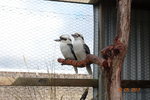 兩隻小雀, Kookaburra  笑翠鳥 DSCN01345