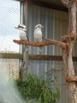 Kookaburra  笑翠鳥, 坐的是 "old gum tree" 嗎?
DSCN01347