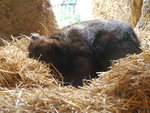 Wombat 袋熊
DSCN01350