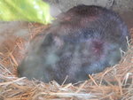 Wombat 袋熊覺覺豬
DSCN01351