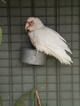 長咀巴丹 / 鳳頭鸚鵡 Cockatoo (long billed corella)
DSCN01356