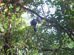 原來樹上是蝙蝠
DSCN01648