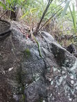 上溯牛耳石坑途中竟見一青蛇, 似是青竹蛇 DSCN7596