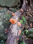 澗邊菌
DSCN7733