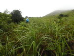 打左出林踏草坡上山 DSCN8529