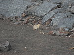 ground squirrel (地松鼠, 又叫黃鼠)
DSC00490