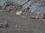 ground squirrel (地松鼠, 又叫黃鼠)
DSC00491