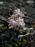 火山區顏色鮮艷的植物
DSC00492