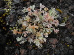 火山區顏色鮮艷的植物
DSC00497