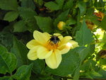 小蜜蜂 嗡 嗡 嗡
DSC00712