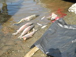 好多三文魚
DSC00877