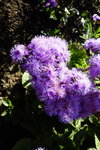 風毛菊
DSC01062